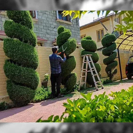 قص الأشجار وتكريب النخيل